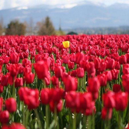 Red Tulip Hotel Angeles Buitenkant foto