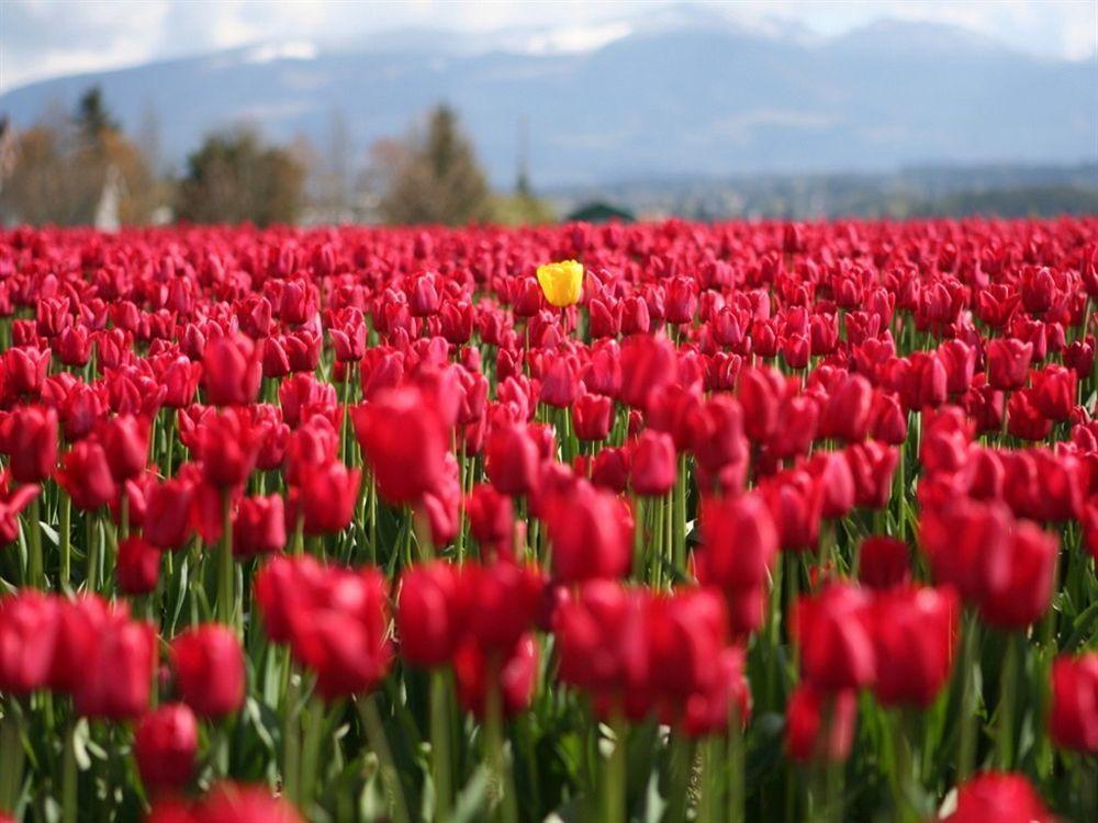 Red Tulip Hotel Angeles Buitenkant foto